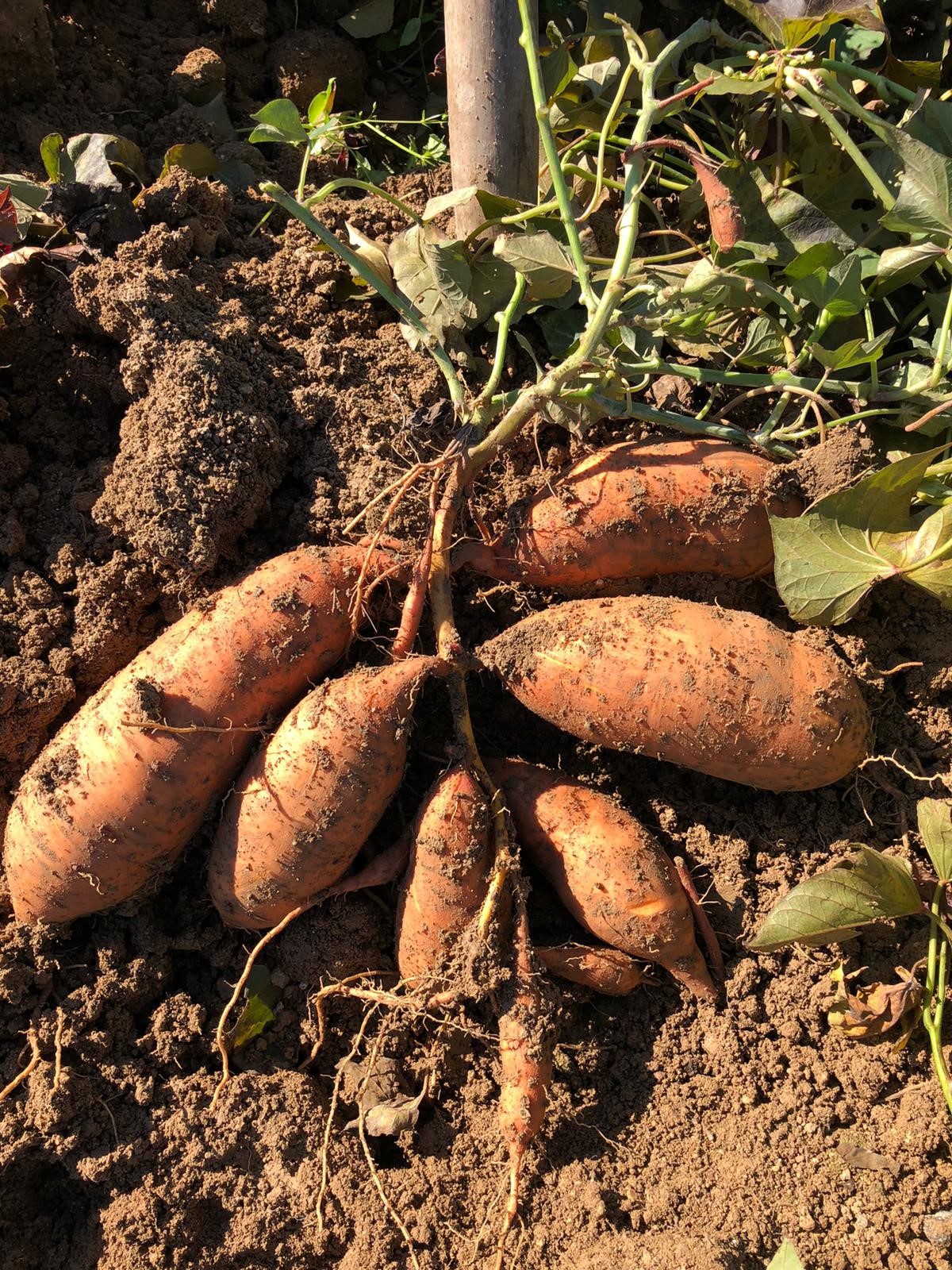 La Patate Douce Lessor De Ce Nouveau L Gume En France Voltz